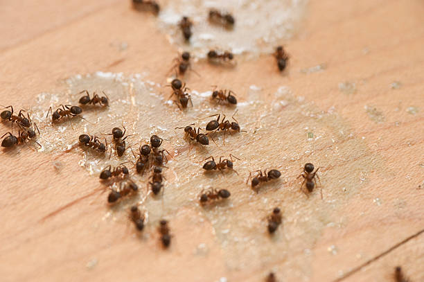 Best Bed Bug Extermination  in Centerport, NY